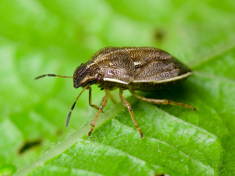 Neottiglossa pusilla (Gmelin, 1790)